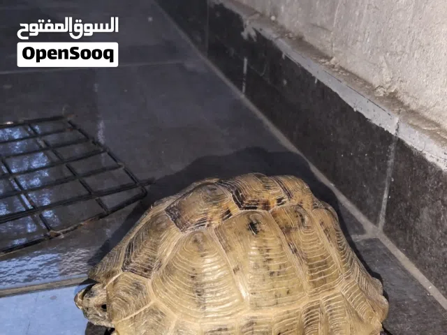 سلحفاه للبيع بسعر 5 دنانير