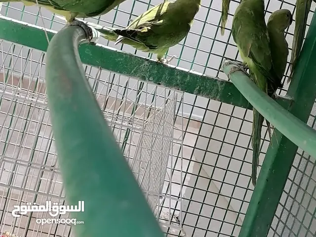 ميمتو دره اخضر العمر مناسب للتدريب