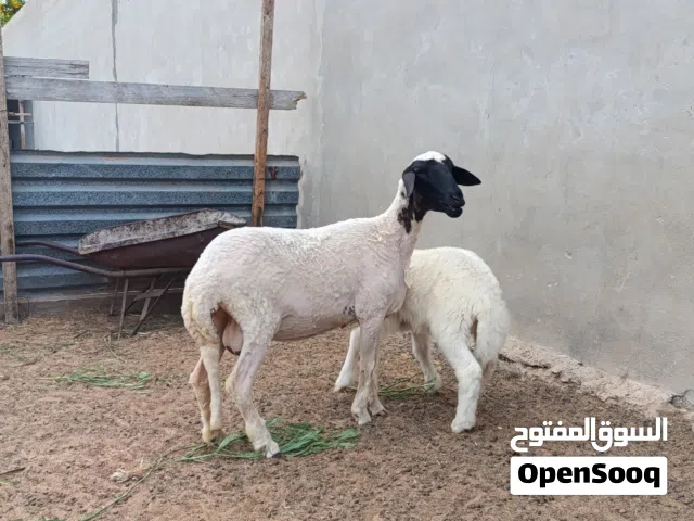 فطيمه والده خروف