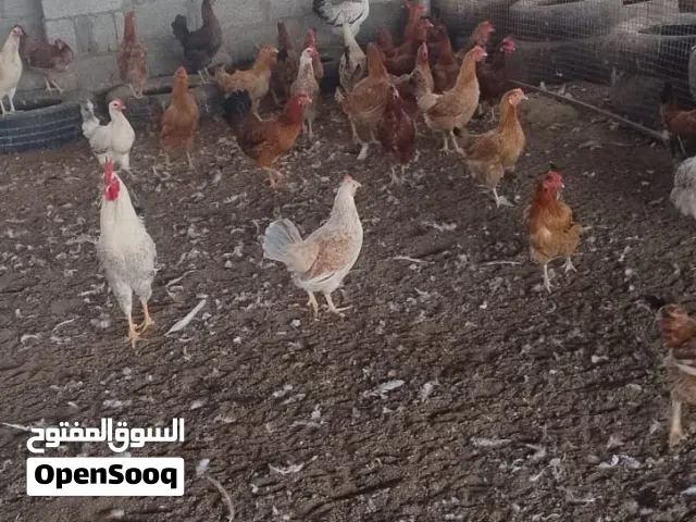 دجاج ودياكه تهجين فرنسي