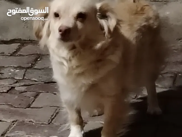 خلف مهند خلف
