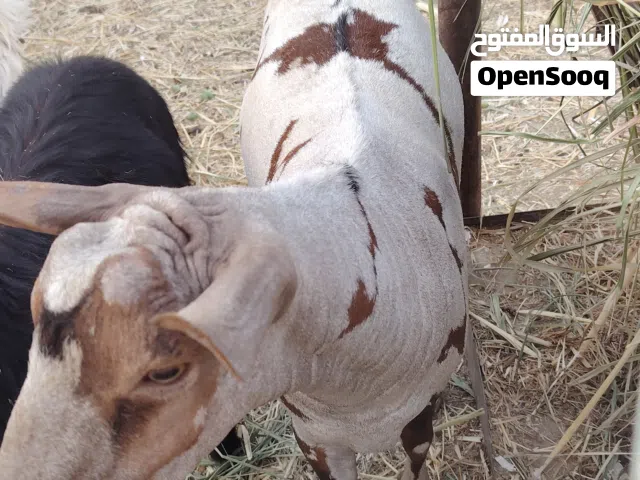 تيس صلالي كريمي