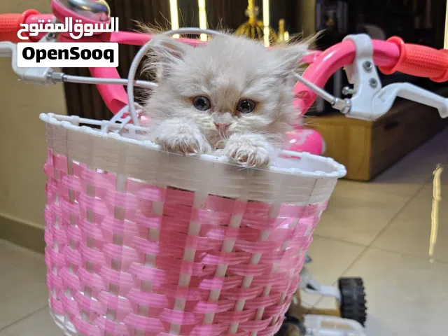 persion 1 month kitty