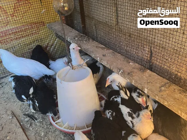 شوشيو الله يبارك