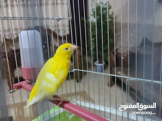 طيرة كنار ليموني غامق