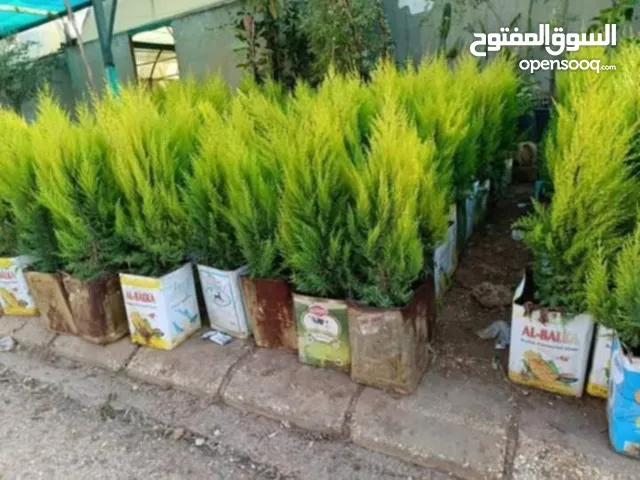ركن المنزل لخدمات الزراعة العامة وتنسيق الحدائق وصيانتها مع خدمة التوصيل لكافة محافظات المملكة