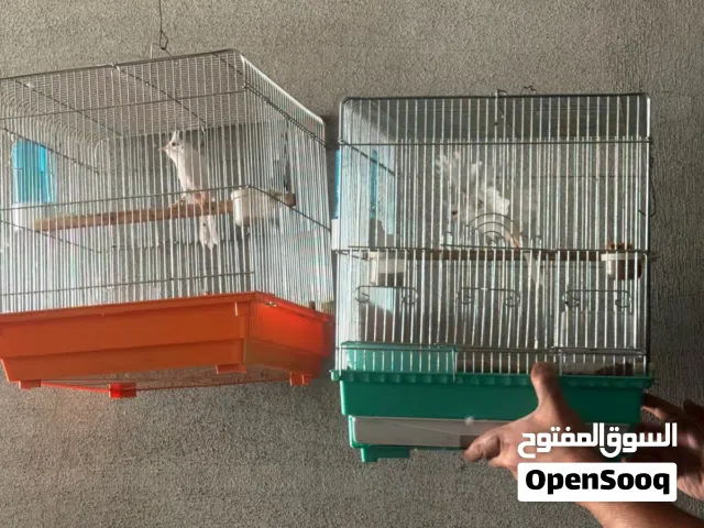 بلابل ماليزيه