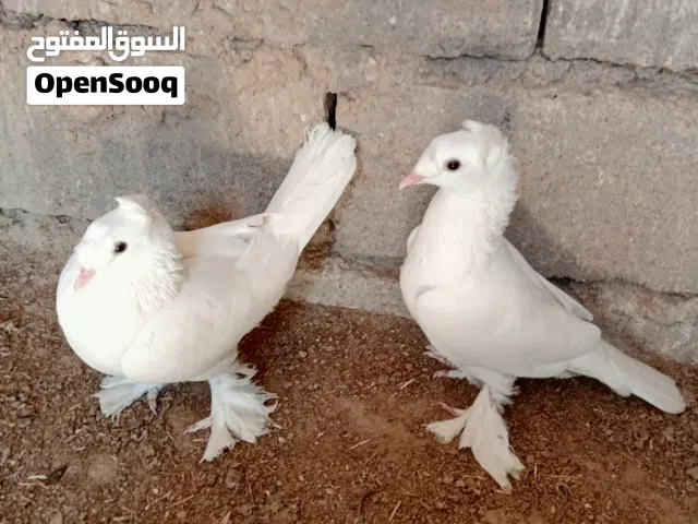 زوج حمام دمكش نثيه وفحل