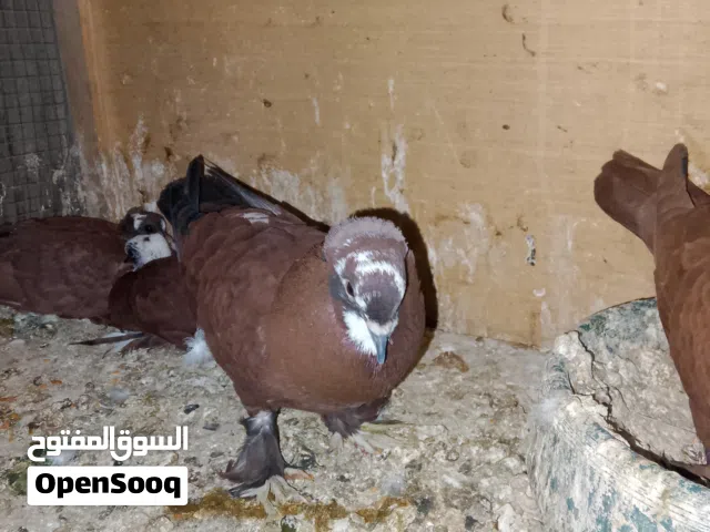 حمام احمر بغدادي وياهن افراخهن وبعد وياهن بيضات