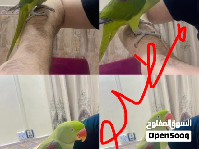 مطلوب مطلوب مطلوب دره نيبالي اليف لو نص الافه