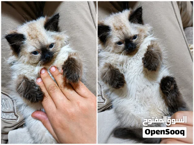 قط همالايا