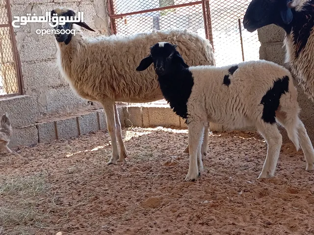 نعجة تحتها حولي