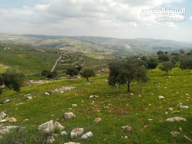 لقطة مزرعة مميزة 7 دونمات اراضي جرش عنيبة مشجره جاهزة