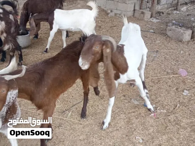صخول العدد 13 بيهن 5 مطافيل وحده وراها توم ولبقيه فردي حلا نضيف ومعلوف برأسه