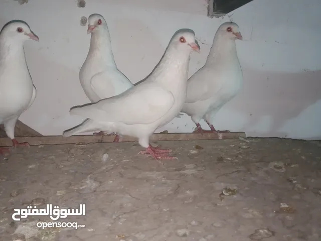 حمام فرنسي