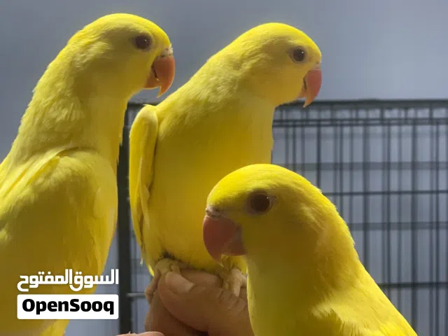 ببغاء الدرة الأصفر الذهبي ذو الحزام الناري الذهب عيار 24 فراخ فطم جديد تابع الوصف