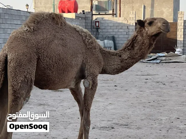 البيع بكار طيبات مال جني العدد 2