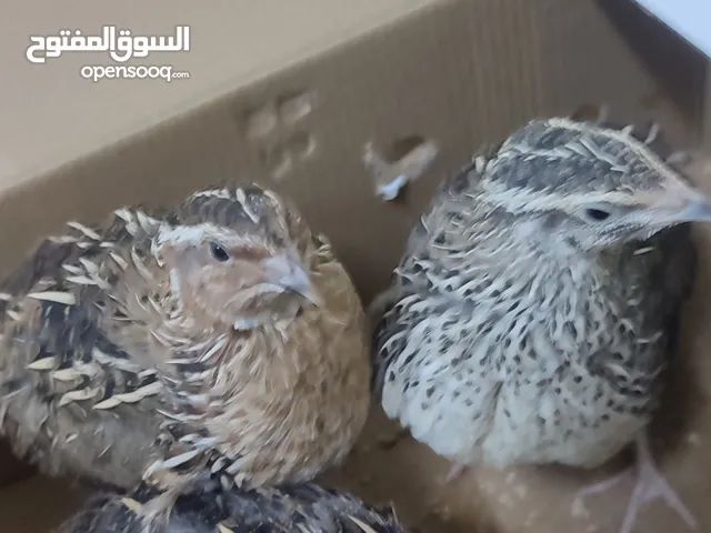 كويلات ذكر و نثيتين ثلاث