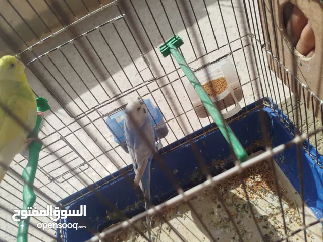 بقلينو كوبيه الله يبارك دكر رينبو للبيع 120بالقفص