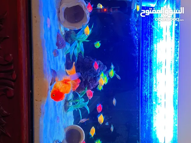 حوض سمك بكامل معداته للبيع