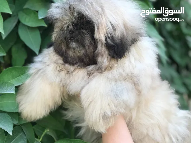 كلب بيكنز ملكي العمر 4 اشهر