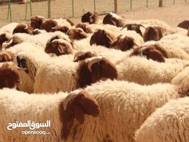 جزار / قصاب لذبح الماشيه اضاحي العيد