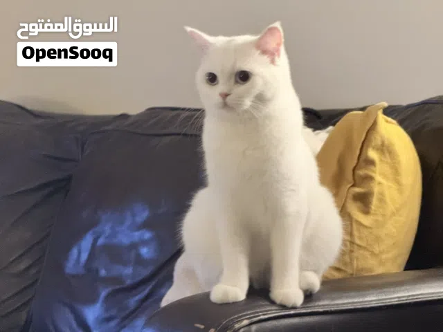 Scottish female Shorthair 7 months  for Sale