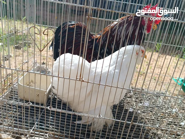 متوفر كوبيه استرالي الديك زهري حجم دبي والدجاج ضريفه ومعهم ديك زهري حجم دبي مثل يلي في الصوره