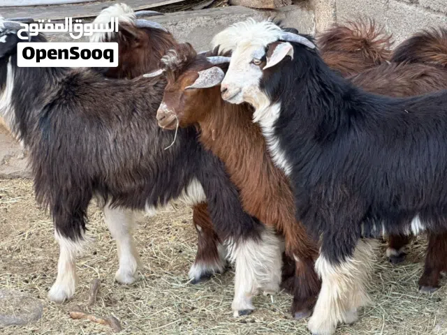 تيوس عمانيات حوالي سنه سمان حلال طيب للتربيه وللذبح جاهزات