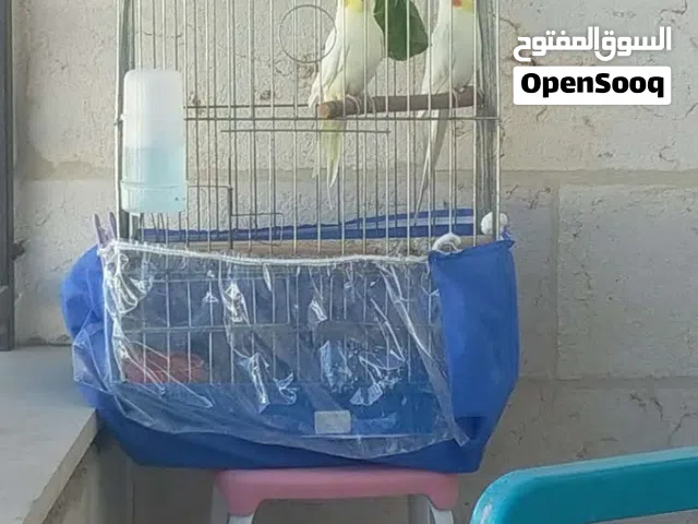 جوز كوكتيل لاتينو عين حمرا