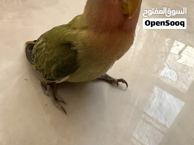فرخ روز للبيع
