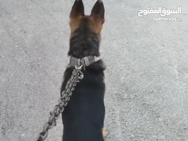 كلب جيرمن بيور عضم عريض مدرب حراسة أو شراسه ماخذ جميع المطاعيم
