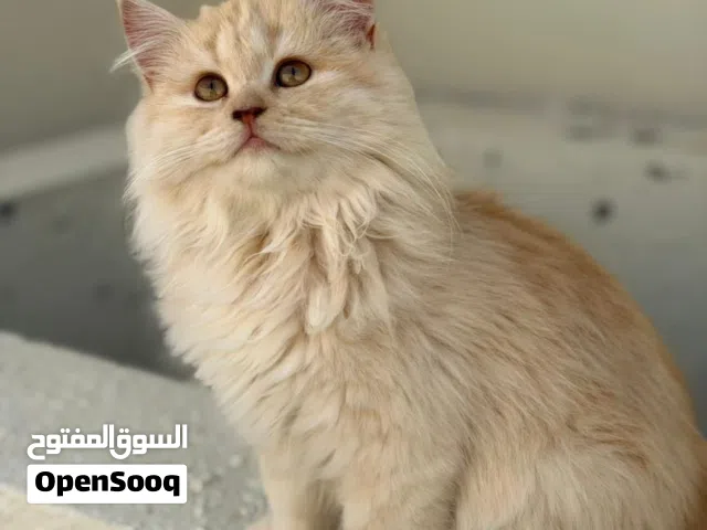 قطط شيرازيه ذكر و انثى للبيع