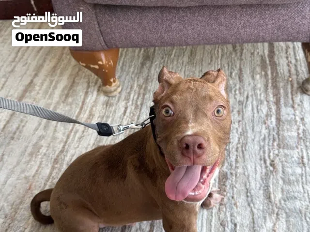 أمريكان بولي عمره 2 شهيرين