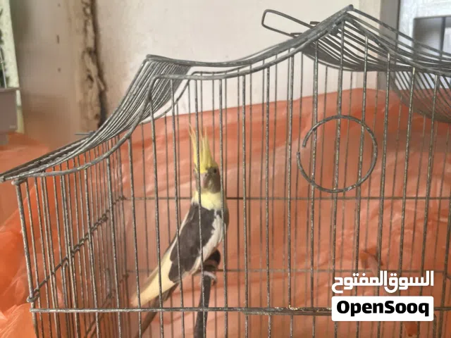 متوفر بي البطاقة البكوبيه كوكتيل مصوقره و كوبيه بقلينو النثى عيونها حُمر و طرف كوكتيل عمره خمسه شهور