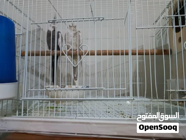 زوج كروان هولندي وايت فيس