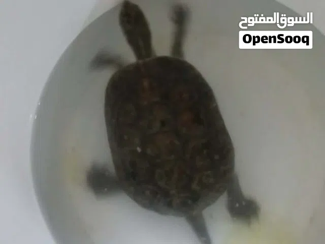 سلحفاة مائيه