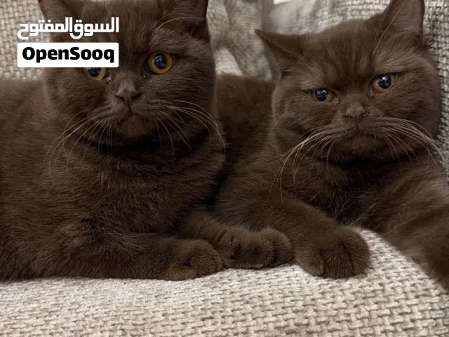 British Shorthair cinnamon