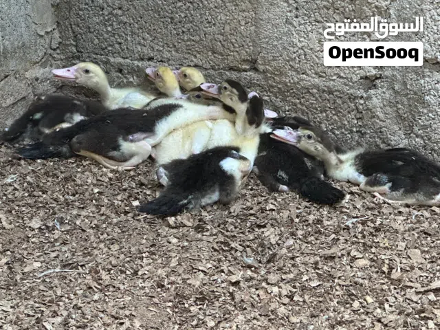 صيصان بط مصري للبيع