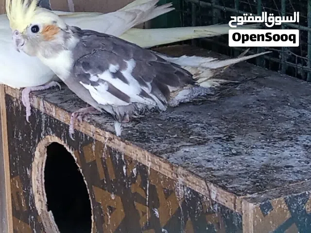 ذكر كوكتيل منقطعة رجول وحده من المفصل وهوه فرخ لكن اموره طيبة او للبدل