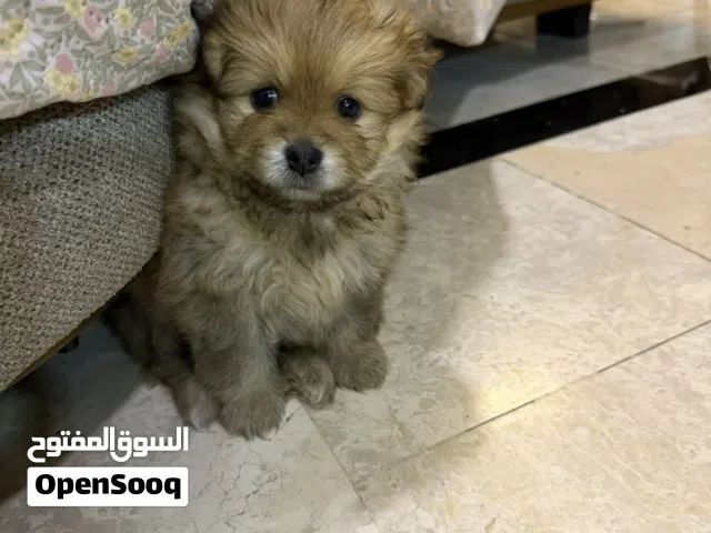 سوبر مني بو