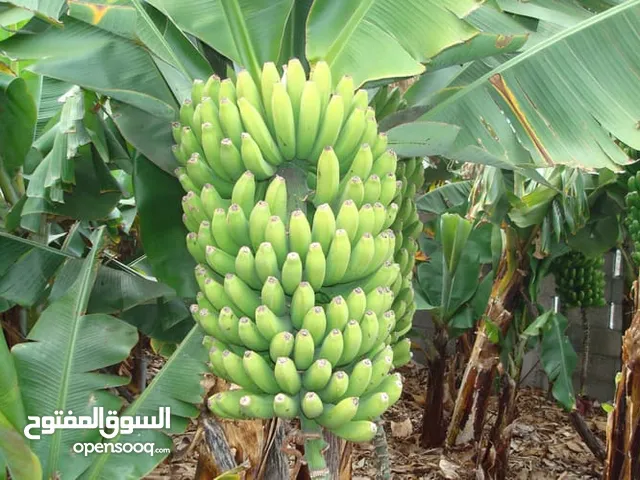 شتلات موز ماليندي شتلات قويه