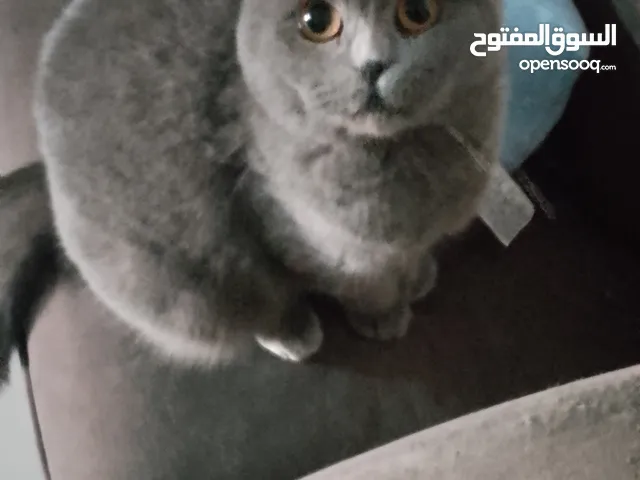 قطط سكوتش فولد عمر أقل من سنة مع الام سكوت وقطة شيرازي عمر 3 سنوات وديعيين ومتعودين على الليتر بوكس