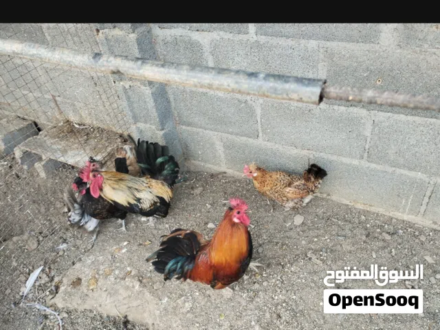 دجاج الحباب