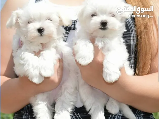 Bichon Frise Puppies