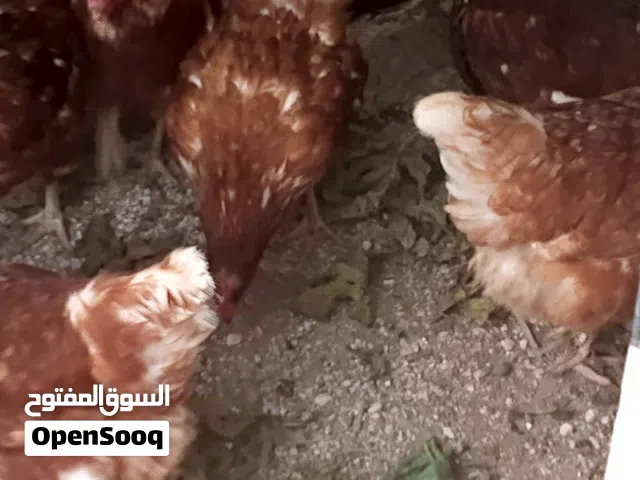 جاج احمر براون