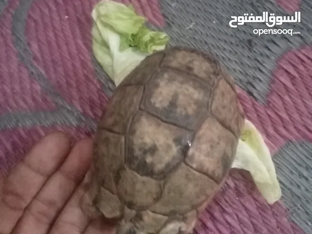 سلحفاه صحراوية للبيع