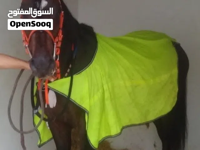 السلام عليكم