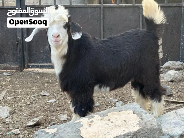 جدايه للبيع