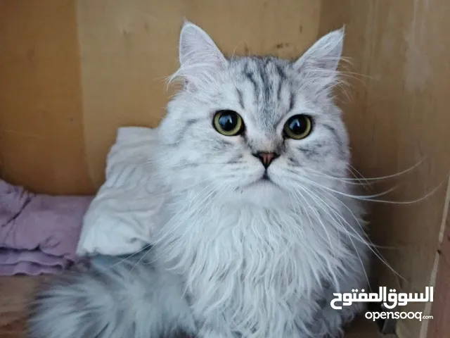 قط شانشيلا ذكر عمرة اكثر من سنة مدرب واليف